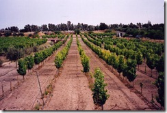 CW - NICOLAIDES Vines