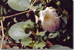 Capari (Caper plant)