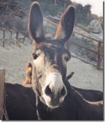 Vouni - Donkey Sanctuary   WELCOME!